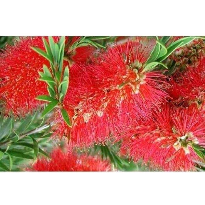 Cây hoa liễu đỏ siêu hoa )- cây nhỏ
