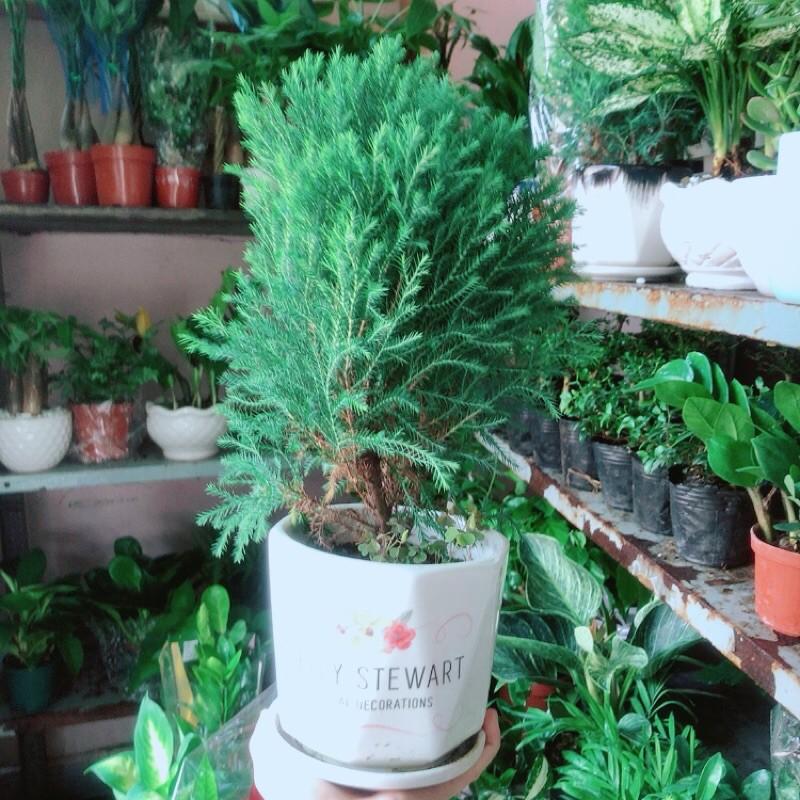 Cây Tùng Bồng Lai Kèm Chậu Sứ