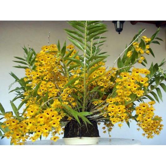 LAN HOÀNG THẢO LONG NHÃN - HÀNG THUẦN RỪNG - HOA ĐẸP