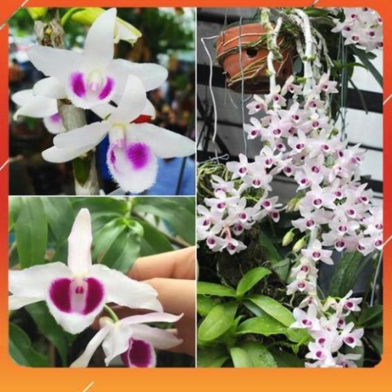 Kie 1 BẢNG  PHI ĐIỆP LAI TO ĐẸP HÀNG GIEO HẠT liên hệ ngay để xem video chi tiết