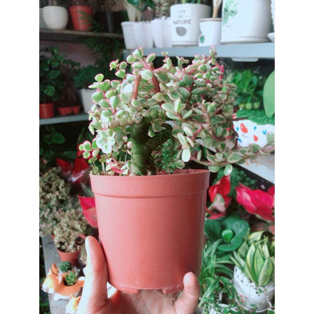 Cành Vàng Lá Ngọc Thân Cổ Thụ