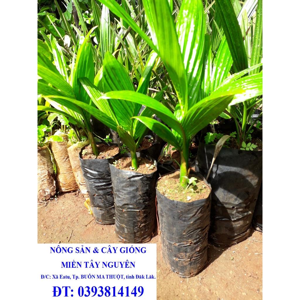 CÂY GIỐNG CAU LAI