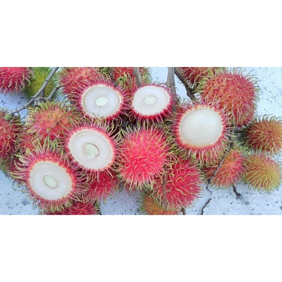 Cây giống Chôm Chôm Tiến Cường .