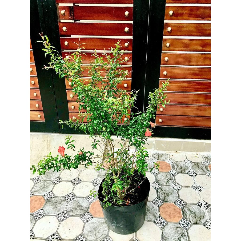 Cây Lựu Đỏ Ấn độ ăn trái cao 70 - 90 cm đang có hoa
