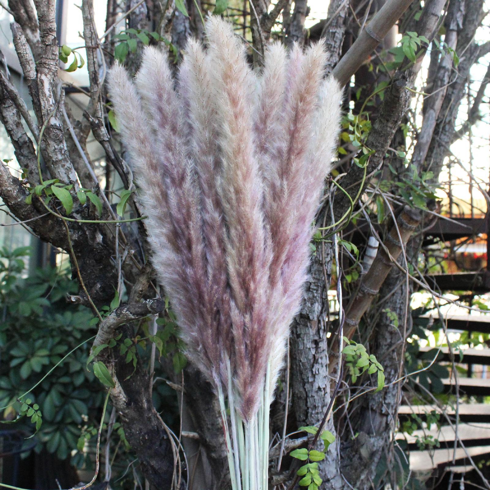 15 Pieces Dried Pampas Grass Phragmites Reed Flower Bunch for Vase Gift