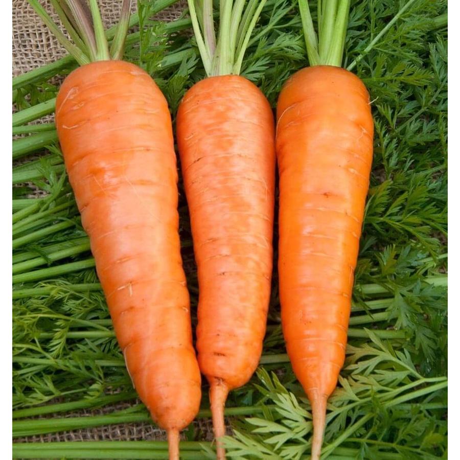 Hạt giống cà rốt chịu nhiệt-gói 100 hạt/tặng kèm gói phân bón lót