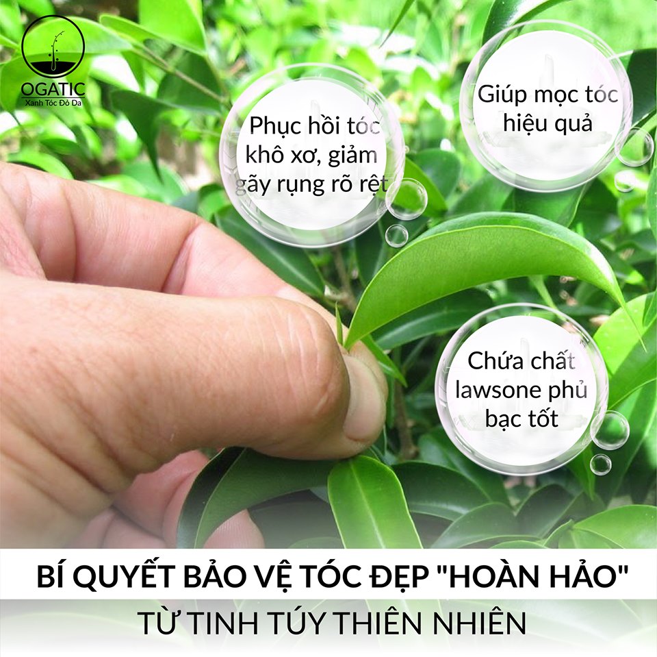 Thuốc nhuộm tóc bạc bột lá móng thiên nhiên OGATIC màu Nâu