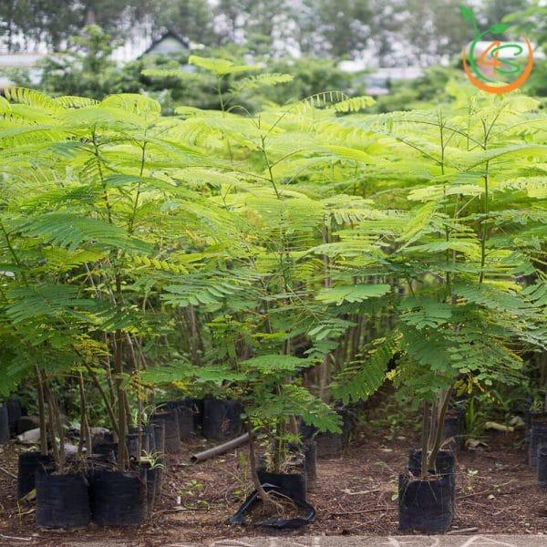 CÂY GIỐNG PHƯỢNG VĨ (Tên gọi khác: cây Phượng Đỏ, cây Xoan Tây, cây Điệp Tây - cây trồng cảnh  ]