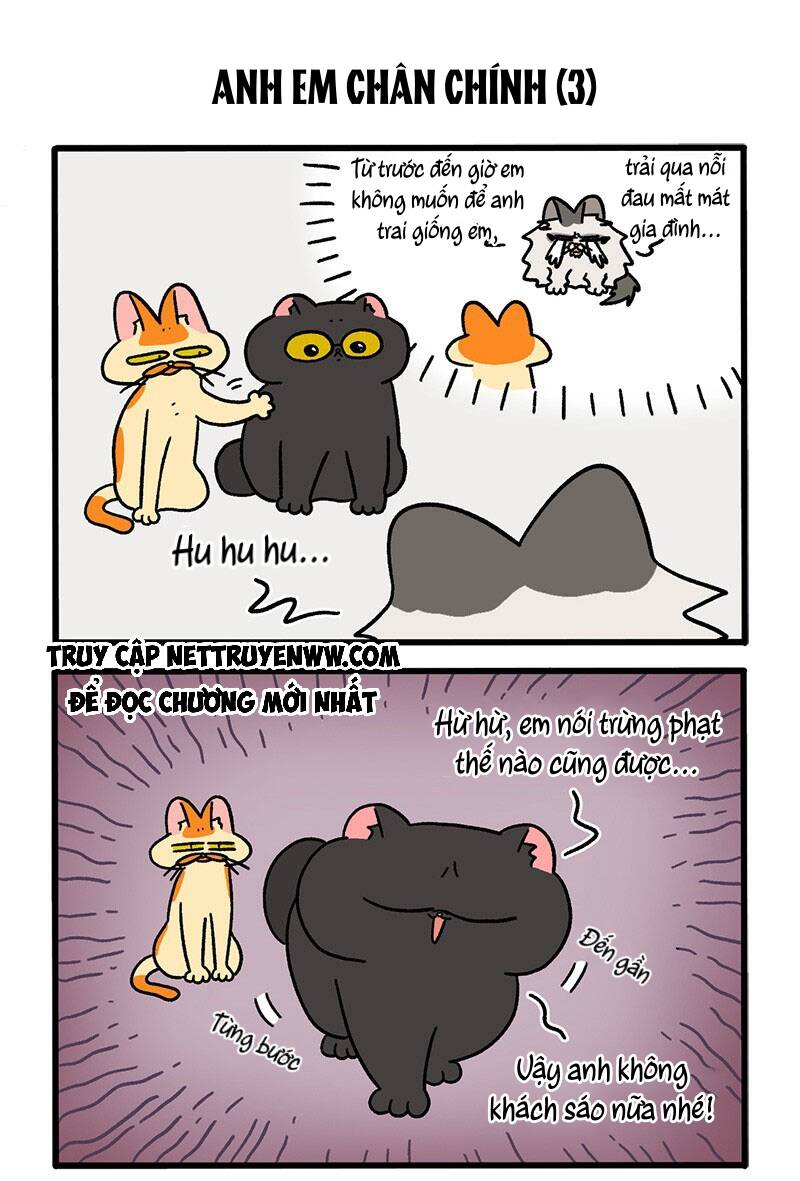 a mãn và mạch trà chapter 49 5