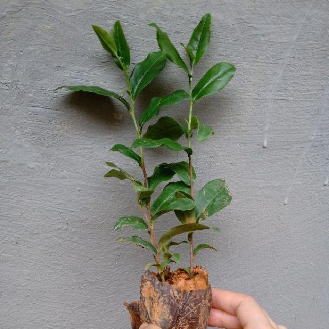 Cây giống trà tiến vua Hà Giang