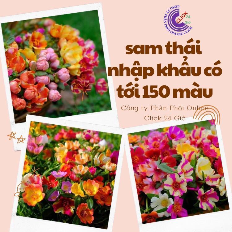 1 Ký Cành Giống Hoa Sam Nhiều Màu Hoa To ComBo 30 Màu Chuẩn Sam Thái Nhập Khẩu Hoa Mười Giờ Bonsai &amp; Phụ Kiện