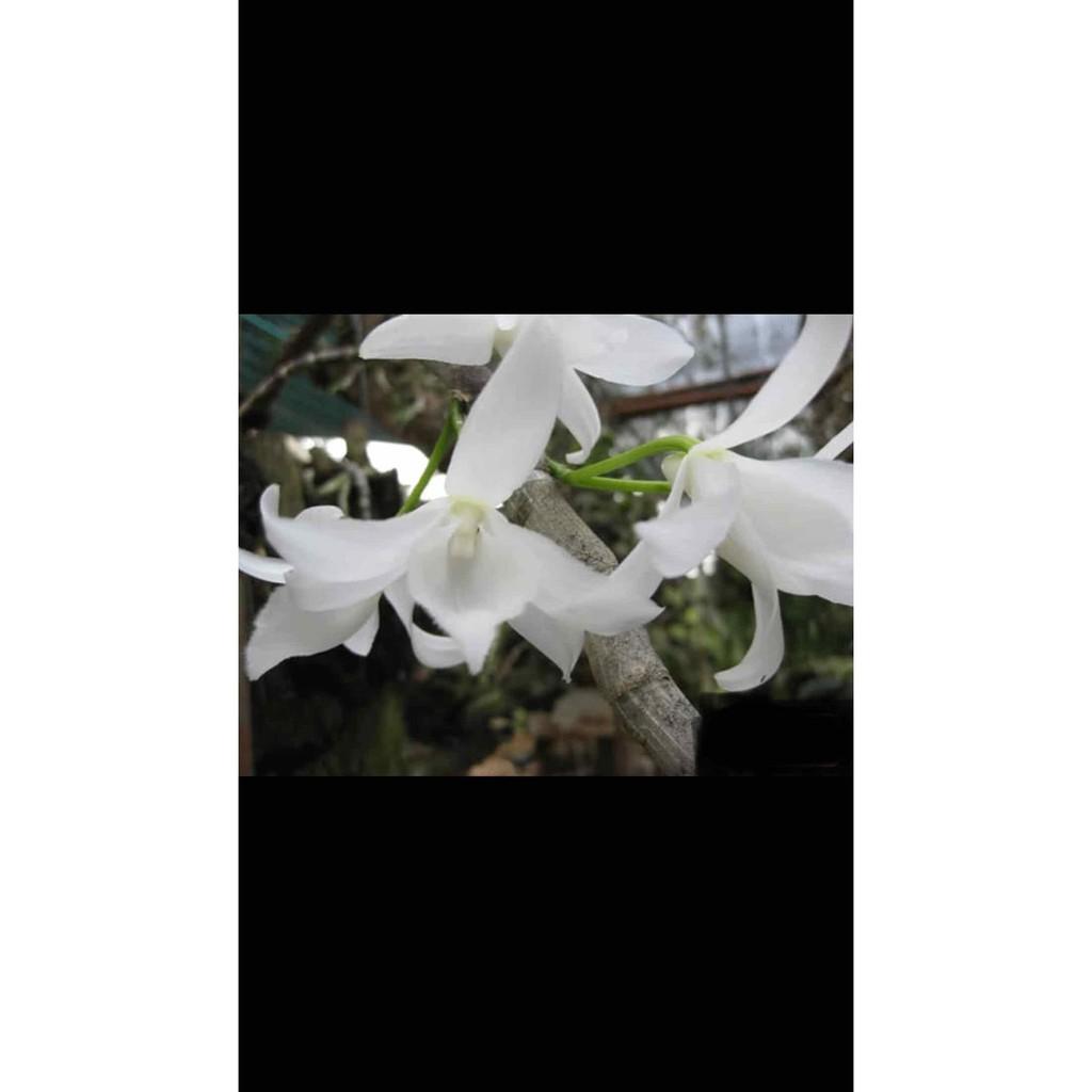 Hoa phong lan Hawai trắng xưa