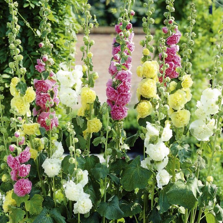Hoa mãn đình hồng kép hỗn hợp - Alcea rose double mixed gói 25hạt