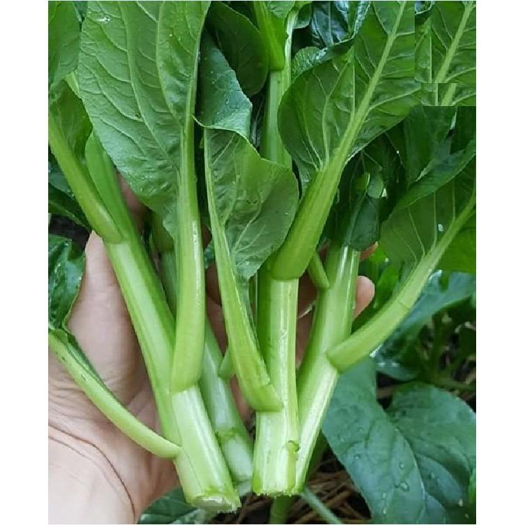 Hạt giống Rau Cải Ngồng Mập Xanh
