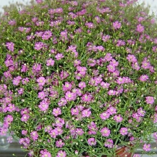 Combo 2 gói Hạt giống hoa lưu ly hồng -gói 100 hạt