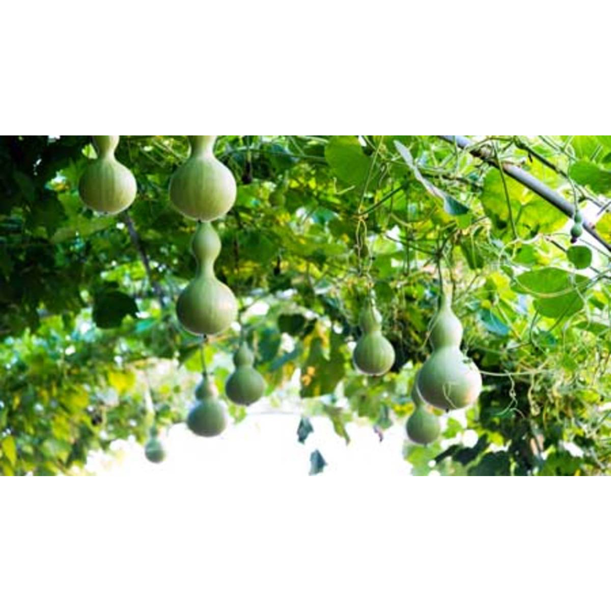 10 hạt giống bầu hồ lô