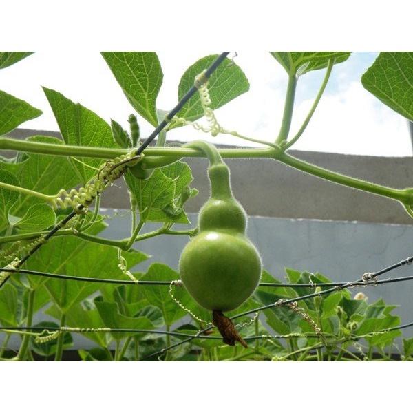 Hạt giống Bầu Hồ Lô Mini