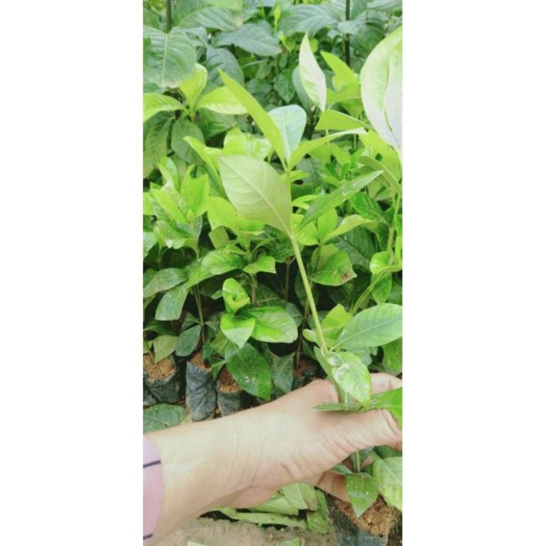 Bạch thiên hương hoa thơm nức