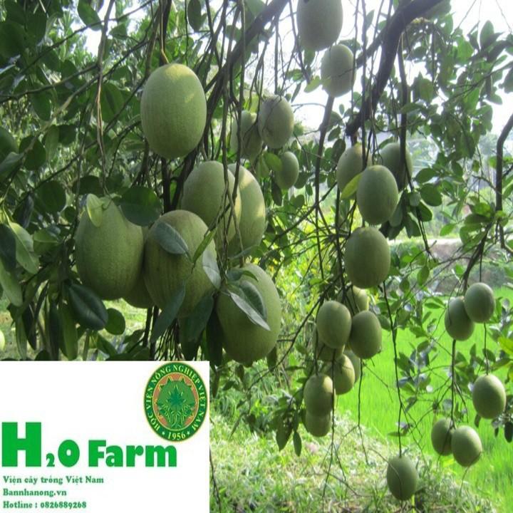 Cây Bưởi Da Xanh Chuẩn Giống Bến Tre Trái Ngọt Tép Mọng Nước + Tặng 01 cây dâu da đất