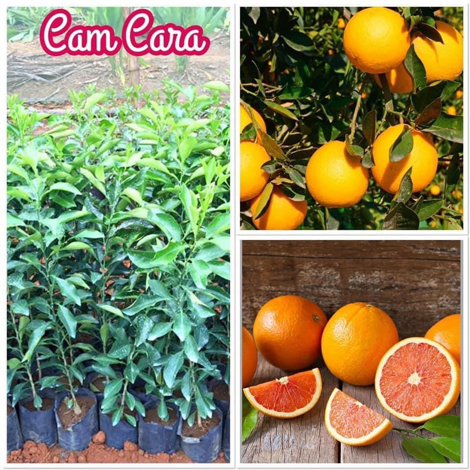 CÂY Giống Cam Cara Ruột Đỏ không hạt Nhật Bản.