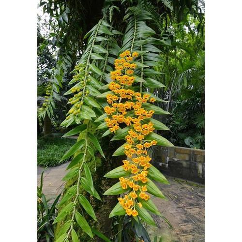 1 bó lan phi điệp vàng rừng tây bắc siêu to, hoa siêu đẹp - 1blpdvrtb