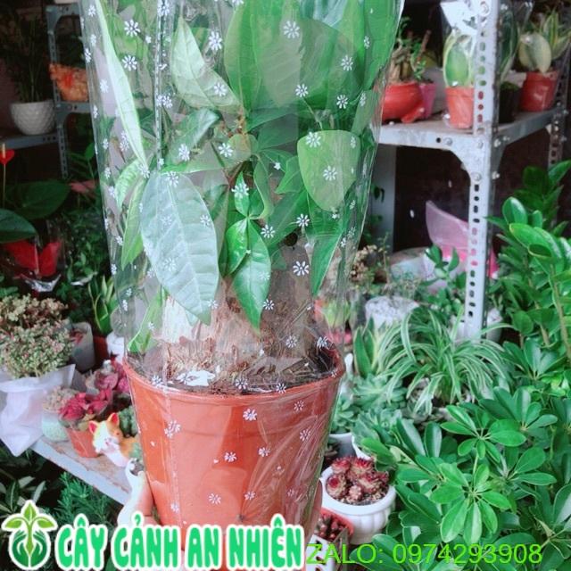 Kim Ngân 1 Thân Lớn