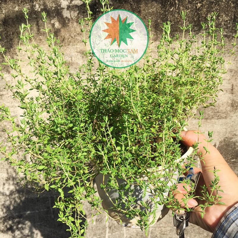 Chậu cây Cỏ Xạ Hương / Cây Thyme - Cây lớn nhiều tán sum sê