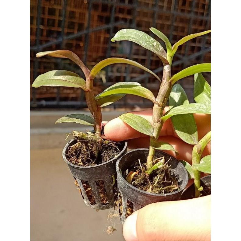 Combo 2 côc dã hạc thác bà