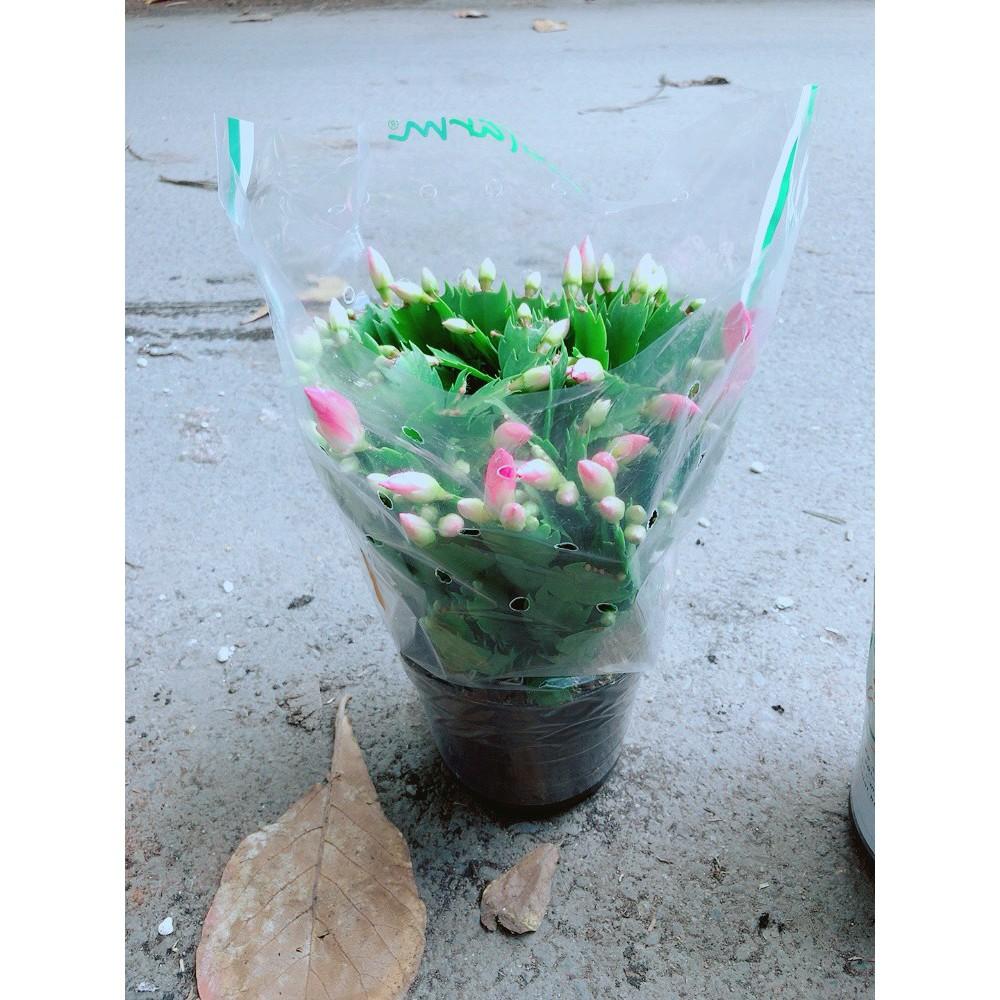 Bụi Hoa Quỳnh