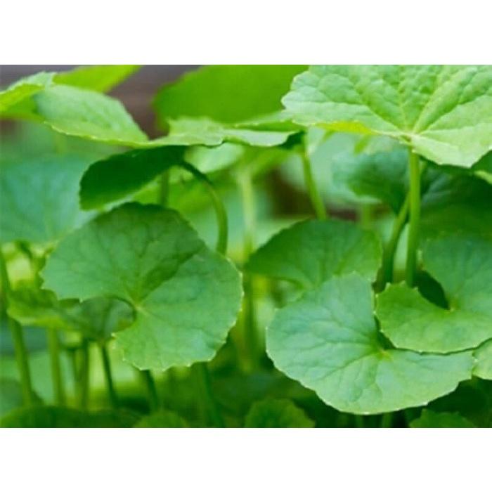 RAU MÁ HƯƠNG - bầu giống