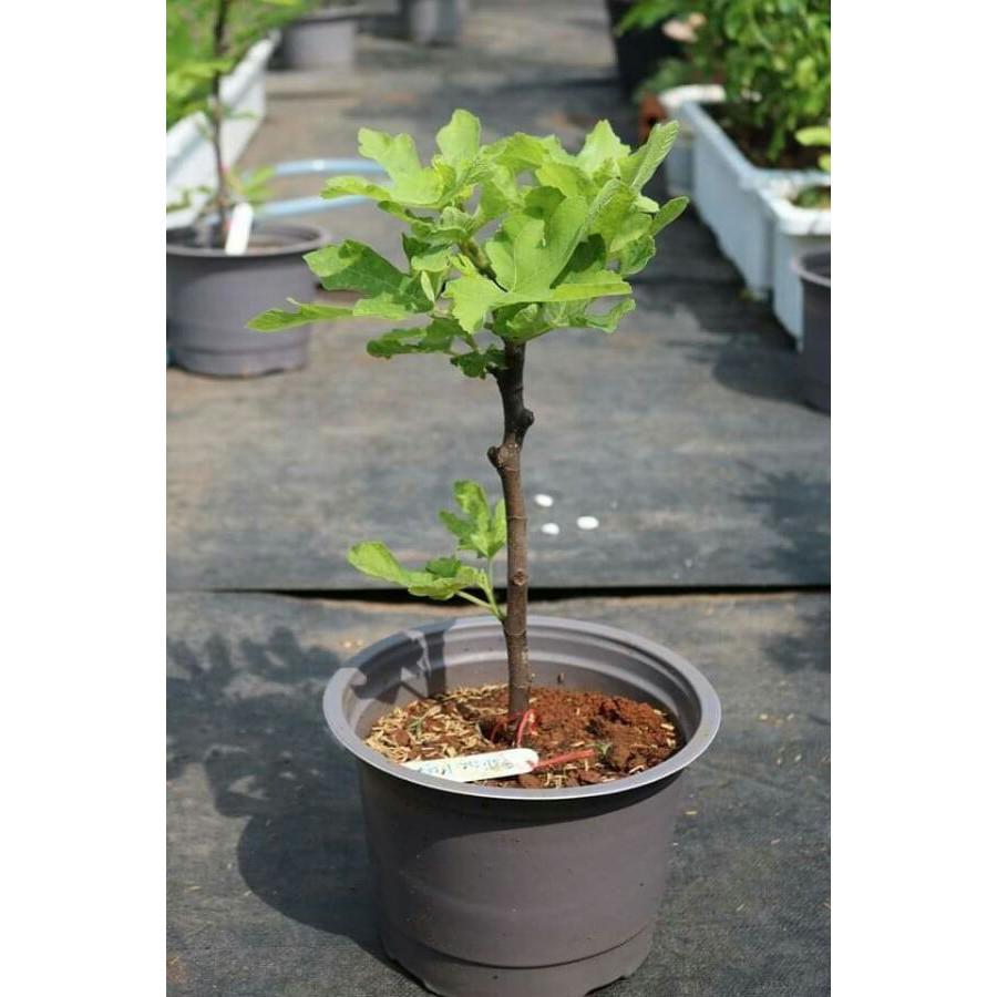 Giống sung mỹ siêu mật