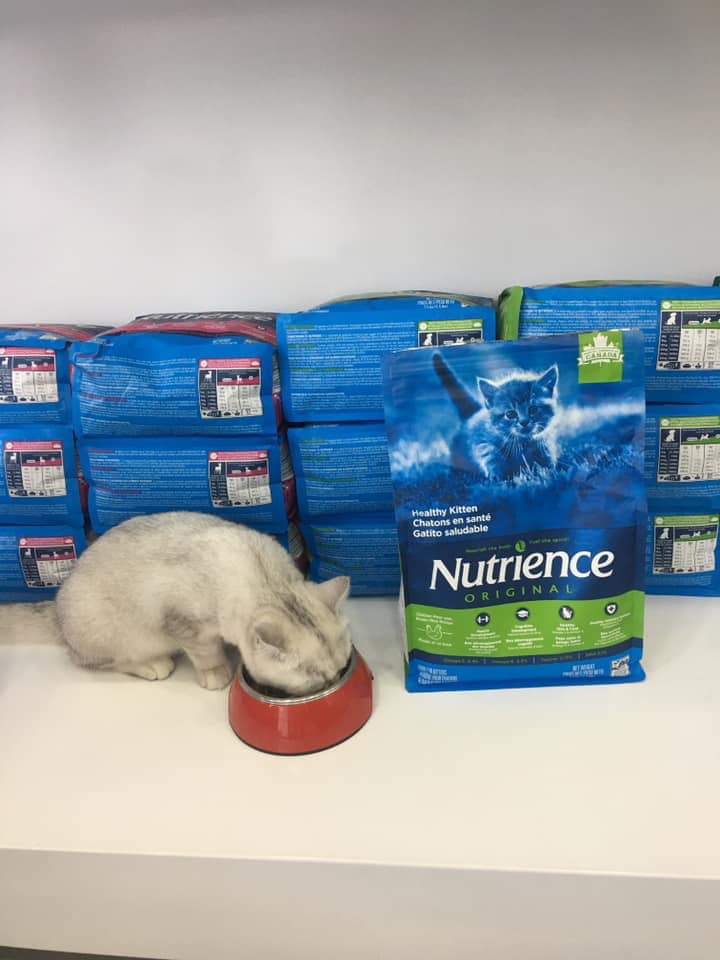 Thức Ăn Cho Mèo Tai Cụp, Nutrience Original Bao 2,5kg - Thức Ăn Cho Mèo, Thịt Gà, Dầu Cá Hồi, Rau Củ, Trái Cây Tự Nhiên