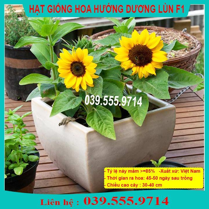 HẠT GIỐNG HƯỚNG DƯƠNG LÙN NẢY MẦM CAO