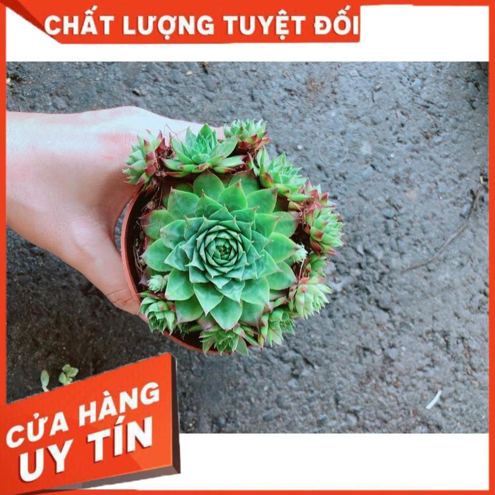 Chậu Phật Bà Xanh Nhiều Người Mua