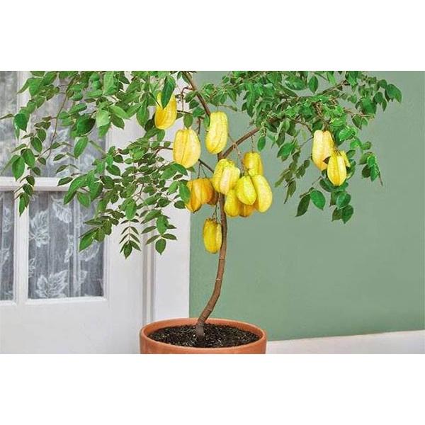 CÂY GIỐNG KHẾ CHUA SAI QUẢ