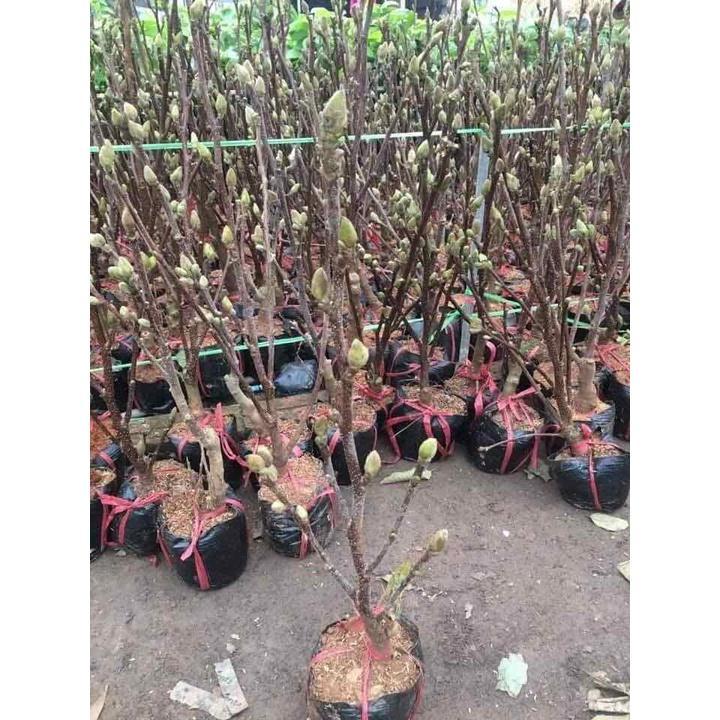 Cây Mộc Lan Siêu Nụ