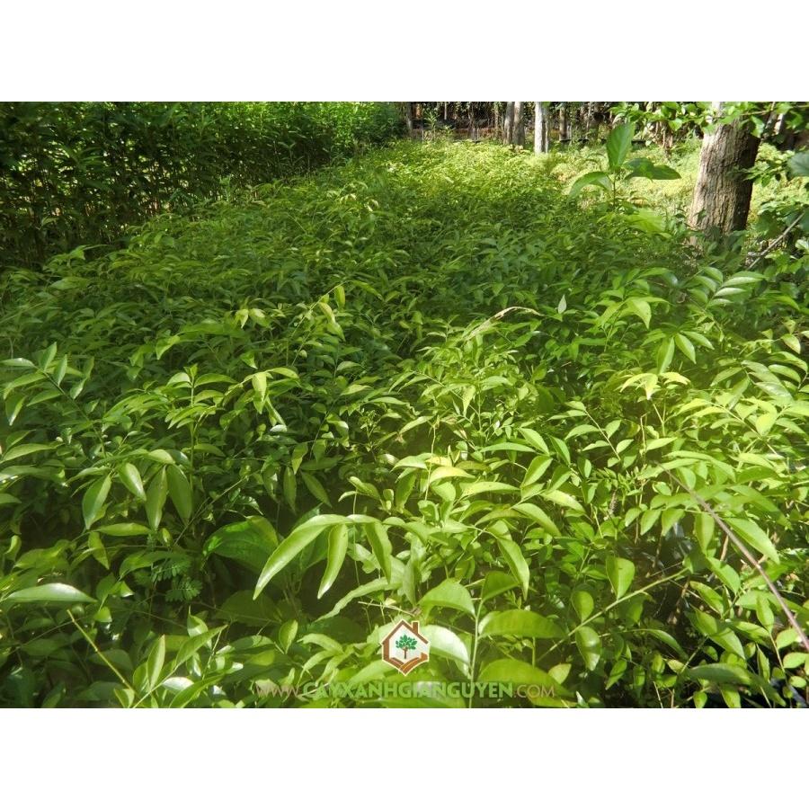COMBO 2 Cây giống Mắc Mật như hình.