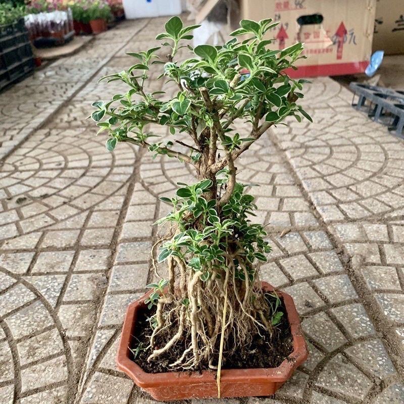 Cây Bạch Tuyết Mai bonsai để bàn