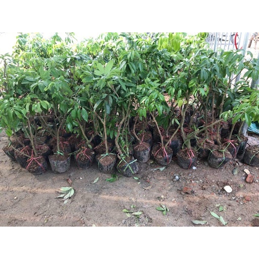 Cây vải u hồng giống