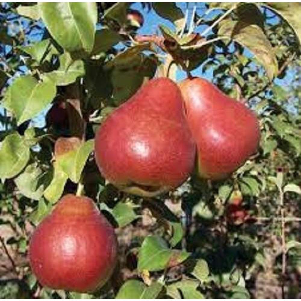 Cây giống lê đỏ nam phi