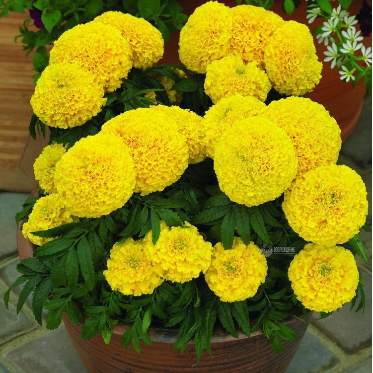 Hạt giống hoa Vạn Thọ vàng chanh Lùn F1 - AGRI YELLOW 01S