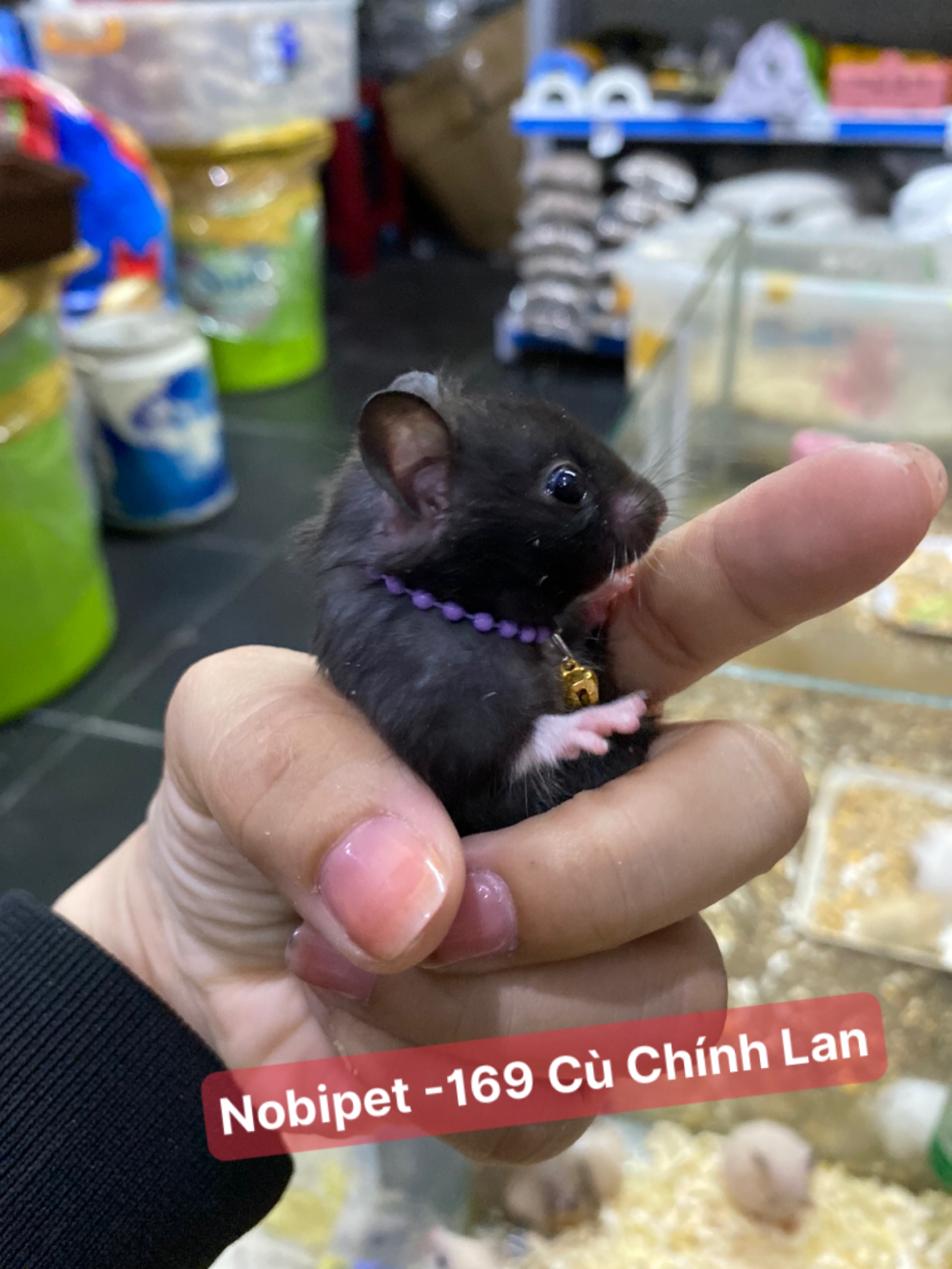 Vòng cổ có chuông dành cho hamster, sóc baby nhỏ có điều chỉnh kích thước