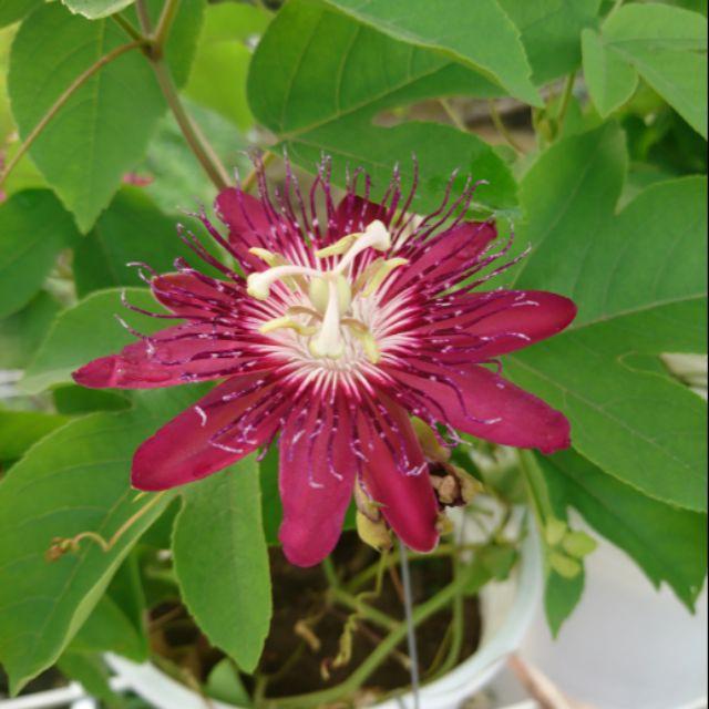 CHẬU HOA LEO Sao Biển