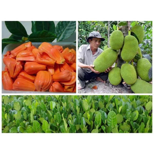 Cây giống Mít ruột đỏ sơ đỏ