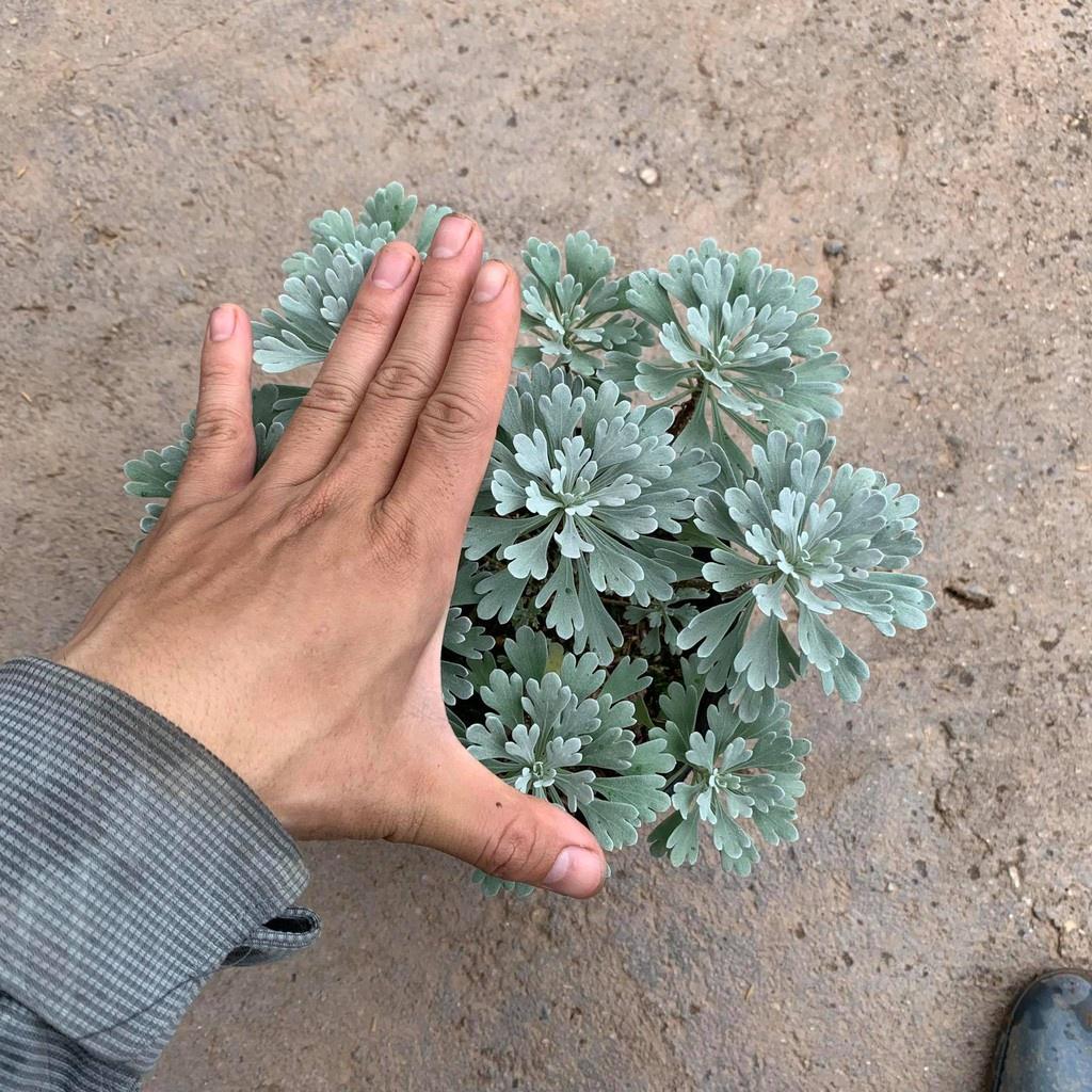 Cây Hoa Cúc Mốc Bán Kính 20 cm, Lá Ánh Bạc Đôc Đáo Cuốn Hút Mọi Ánh Nhìn