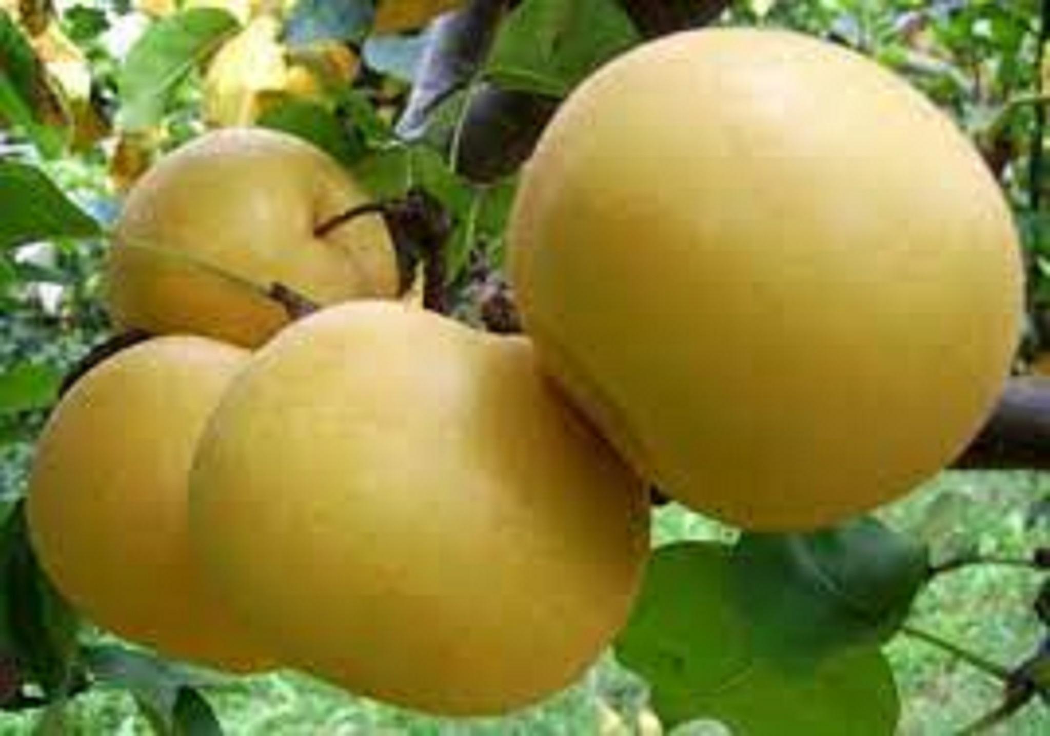 CÂY GIỐNG LÊ VÀNG SIÊU TRÁI.