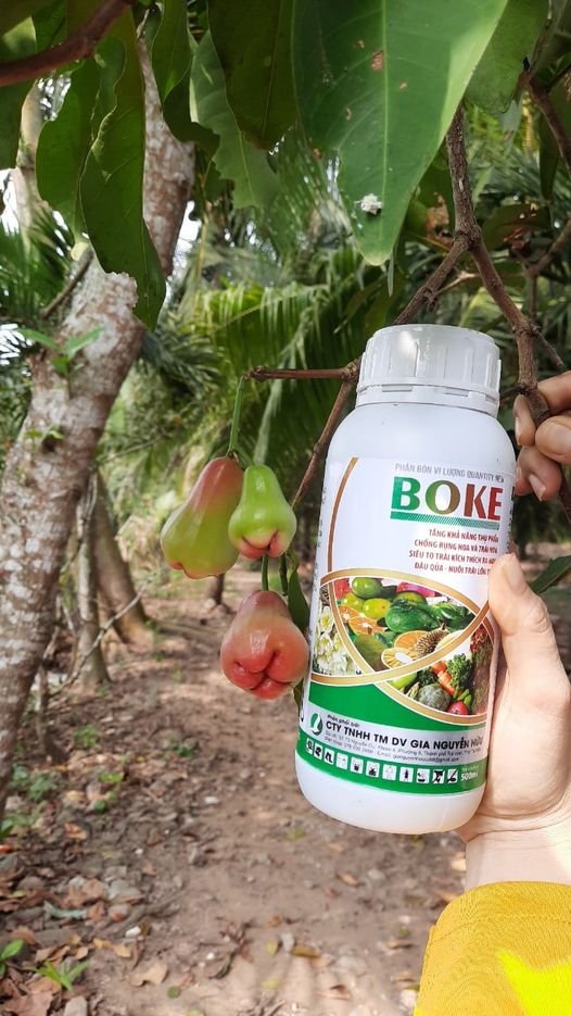 BOKE (Chai 500ml) Giúp trái lớn nhanh, đồng đều, hạn chế hoa rụng