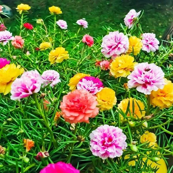 Hạt giống hoa mười giờ nhiều màu RD 810
