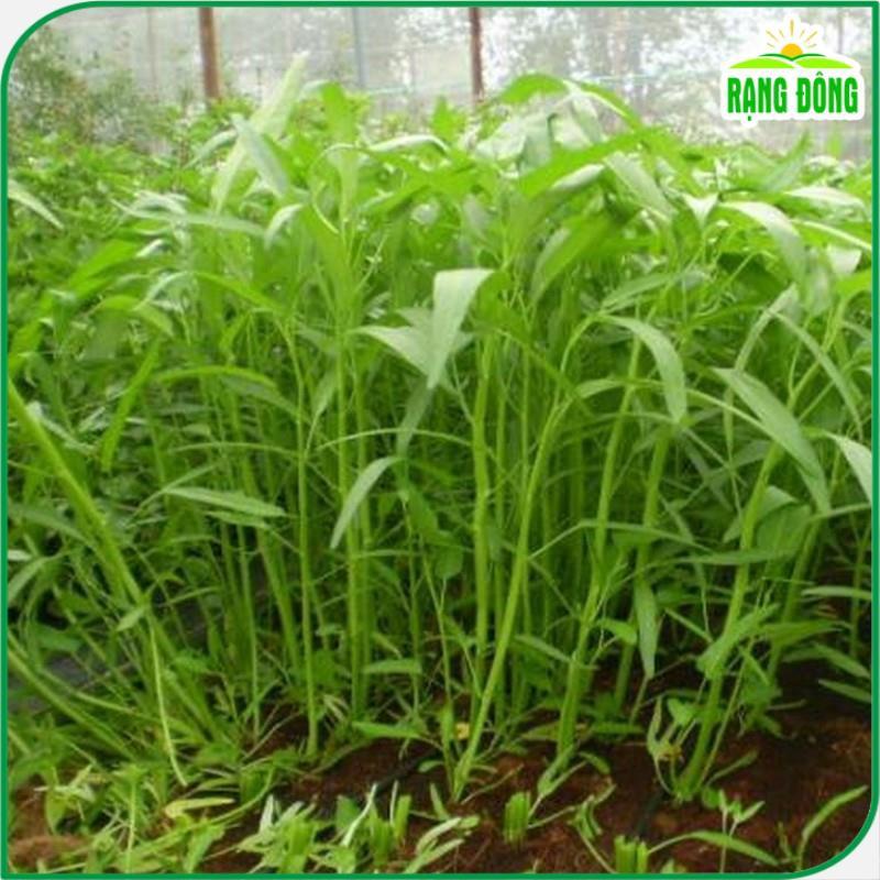 Hạt Giống Rau Muống Lá Tre Dễ Trồng, Sinh Trưởng Tốt, Năng Suất Cao - Hạt giống Rạng Đông