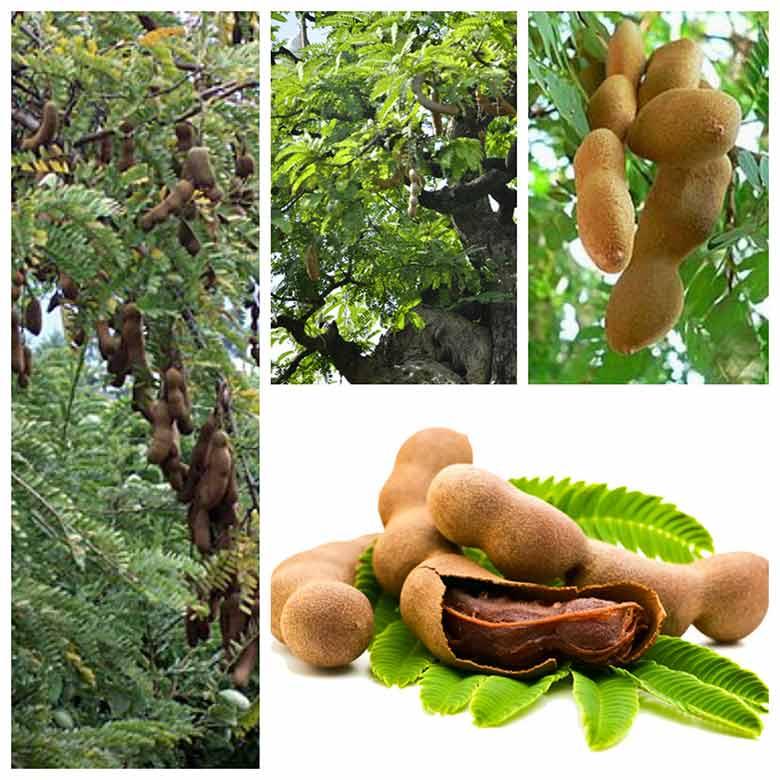 Cây giống ME THÁI NGỌT CƠM DÀY